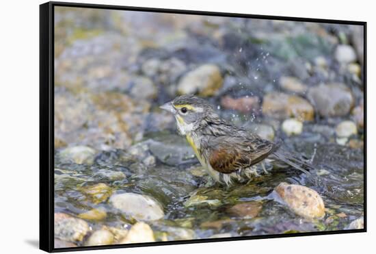 Dickcissel bathing, Marion County, Illinois.-Richard & Susan Day-Framed Stretched Canvas