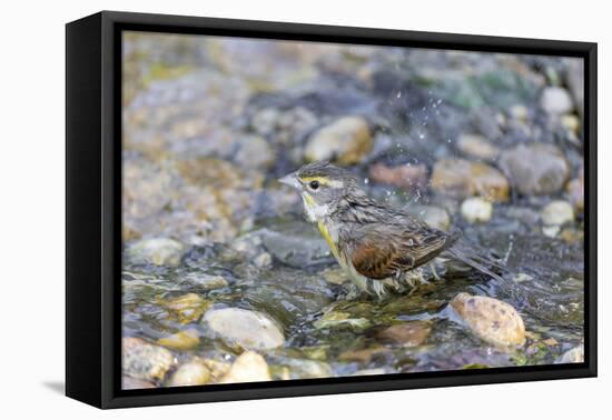 Dickcissel bathing, Marion County, Illinois.-Richard & Susan Day-Framed Stretched Canvas