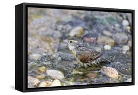 Dickcissel bathing, Marion County, Illinois.-Richard & Susan Day-Framed Stretched Canvas