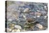 Dickcissel bathing, Marion County, Illinois.-Richard & Susan Day-Stretched Canvas