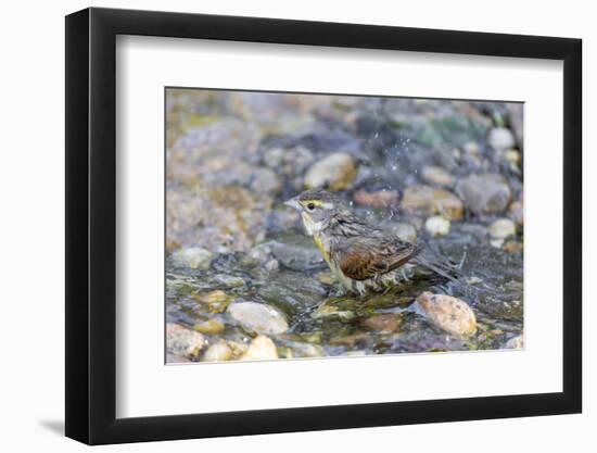 Dickcissel bathing, Marion County, Illinois.-Richard & Susan Day-Framed Photographic Print