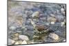 Dickcissel bathing, Marion County, Illinois.-Richard & Susan Day-Mounted Photographic Print