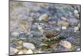 Dickcissel bathing, Marion County, Illinois.-Richard & Susan Day-Mounted Photographic Print