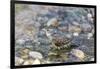 Dickcissel bathing, Marion County, Illinois.-Richard & Susan Day-Framed Photographic Print