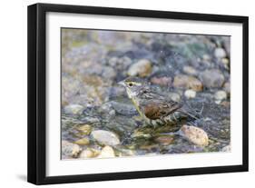 Dickcissel bathing, Marion County, Illinois.-Richard & Susan Day-Framed Photographic Print