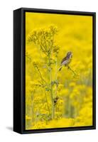 Dickcissel male on butterweed, Marion County, Illinois.-Richard & Susan Day-Framed Stretched Canvas