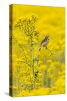 Dickcissel male on butterweed, Marion County, Illinois.-Richard & Susan Day-Stretched Canvas