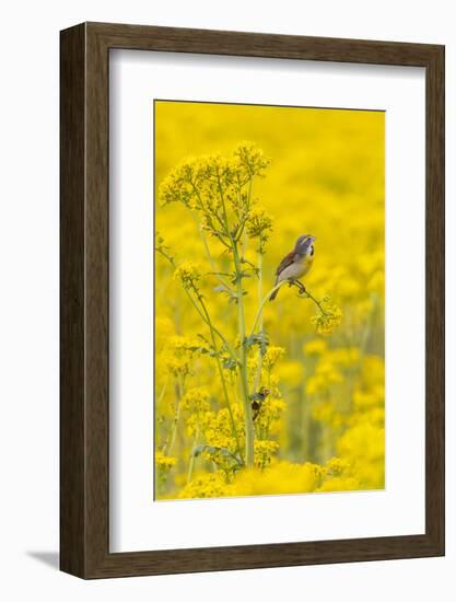 Dickcissel male on butterweed, Marion County, Illinois.-Richard & Susan Day-Framed Photographic Print