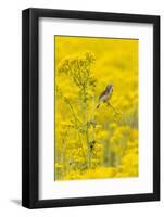 Dickcissel male on butterweed, Marion County, Illinois.-Richard & Susan Day-Framed Photographic Print