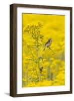 Dickcissel male on butterweed, Marion County, Illinois.-Richard & Susan Day-Framed Photographic Print