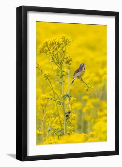 Dickcissel male on butterweed, Marion County, Illinois.-Richard & Susan Day-Framed Photographic Print