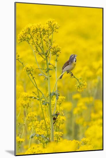 Dickcissel male on butterweed, Marion County, Illinois.-Richard & Susan Day-Mounted Photographic Print