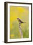 Dickcissel on corn stalk in a field with butterweed, Marion County, Illinois.-Richard & Susan Day-Framed Photographic Print