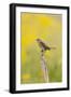 Dickcissel on corn stalk in a field with butterweed, Marion County, Illinois.-Richard & Susan Day-Framed Photographic Print