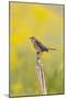Dickcissel on corn stalk in a field with butterweed, Marion County, Illinois.-Richard & Susan Day-Mounted Photographic Print
