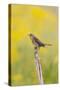 Dickcissel on corn stalk in a field with butterweed, Marion County, Illinois.-Richard & Susan Day-Stretched Canvas