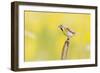 Dickcissel on corn stalk in a field with butterweed, Marion County, Illinois.-Richard & Susan Day-Framed Photographic Print