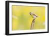 Dickcissel on corn stalk in a field with butterweed, Marion County, Illinois.-Richard & Susan Day-Framed Photographic Print