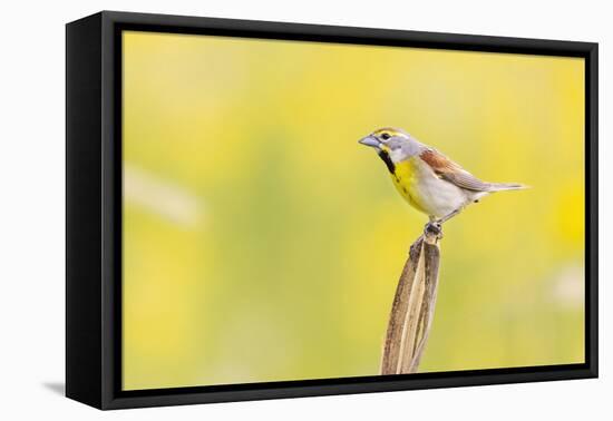 Dickcissel on corn stalk in a field with butterweed, Marion County, Illinois.-Richard & Susan Day-Framed Stretched Canvas