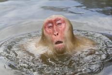 Japanese Macaque (Macaca fuscata) adult, surfacing from water in hotspring, near Nagano, Honshu-Dickie Duckett-Photographic Print