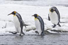 King Penguin (Aptenodytes patagonicus) three adults, on snow, walking into stream, Right Whale Bay-Dickie Duckett-Laminated Photographic Print