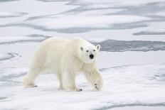 Polar Bear (Ursus maritimus) adult, walking on sea ice, Spitzbergen, Svalbard-Dickie Duckett-Stretched Canvas