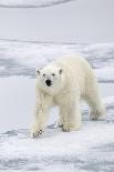 Polar Bear (Ursus maritimus) adult, walking on sea ice, Spitzbergen, Svalbard-Dickie Duckett-Photographic Print