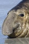 Southern Elephant-seal (Mirounga leonina) bull, close-up of head, laying on shore, Sea Lion Island-Dickie Duckett-Photographic Print