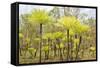 Dicksonia Tree Ferns in Litchfield National Park, Northern Territory, Australia, Pacific-Tony Waltham-Framed Stretched Canvas