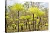 Dicksonia Tree Ferns in Litchfield National Park, Northern Territory, Australia, Pacific-Tony Waltham-Stretched Canvas