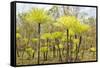 Dicksonia Tree Ferns in Litchfield National Park, Northern Territory, Australia, Pacific-Tony Waltham-Framed Stretched Canvas