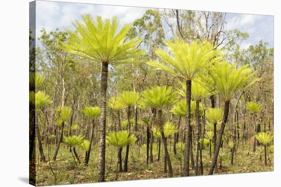 Dicksonia Tree Ferns in Litchfield National Park, Northern Territory, Australia, Pacific-Tony Waltham-Stretched Canvas