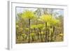 Dicksonia Tree Ferns in Litchfield National Park, Northern Territory, Australia, Pacific-Tony Waltham-Framed Photographic Print