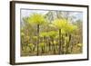 Dicksonia Tree Ferns in Litchfield National Park, Northern Territory, Australia, Pacific-Tony Waltham-Framed Photographic Print