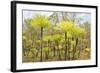Dicksonia Tree Ferns in Litchfield National Park, Northern Territory, Australia, Pacific-Tony Waltham-Framed Photographic Print