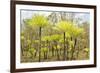 Dicksonia Tree Ferns in Litchfield National Park, Northern Territory, Australia, Pacific-Tony Waltham-Framed Photographic Print