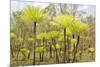 Dicksonia Tree Ferns in Litchfield National Park, Northern Territory, Australia, Pacific-Tony Waltham-Mounted Photographic Print