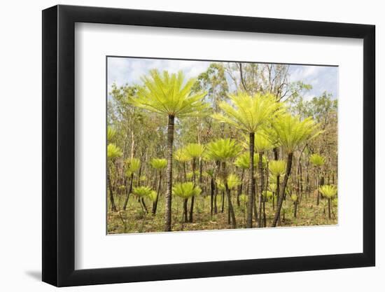 Dicksonia Tree Ferns in Litchfield National Park, Northern Territory, Australia, Pacific-Tony Waltham-Framed Photographic Print