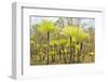 Dicksonia Tree Ferns in Litchfield National Park, Northern Territory, Australia, Pacific-Tony Waltham-Framed Photographic Print