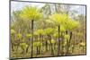 Dicksonia Tree Ferns in Litchfield National Park, Northern Territory, Australia, Pacific-Tony Waltham-Mounted Photographic Print