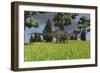 Dicraeosaurus Walking across an Open Field-null-Framed Art Print