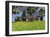 Dicraeosaurus Walking across an Open Field-null-Framed Art Print