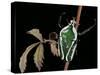 Dicronorrhina Derbyana Layardi (Flower Chafer)-Paul Starosta-Stretched Canvas