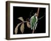 Dicronorrhina Derbyana Layardi (Flower Chafer)-Paul Starosta-Framed Photographic Print