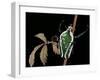 Dicronorrhina Derbyana Layardi (Flower Chafer)-Paul Starosta-Framed Photographic Print