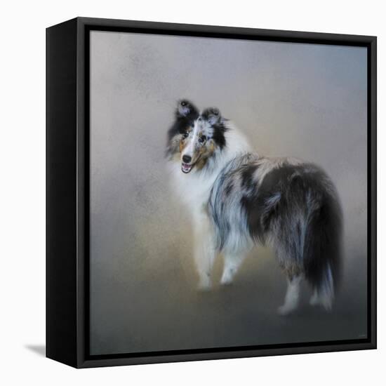 Did You Call Me Blue Merle Shetland Sheepdog-Jai Johnson-Framed Stretched Canvas