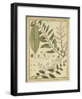 Diderot Antique Ferns I-Daniel Diderot-Framed Art Print