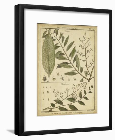 Diderot Antique Ferns I-Daniel Diderot-Framed Art Print