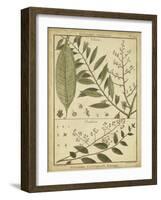 Diderot Antique Ferns I-Daniel Diderot-Framed Art Print