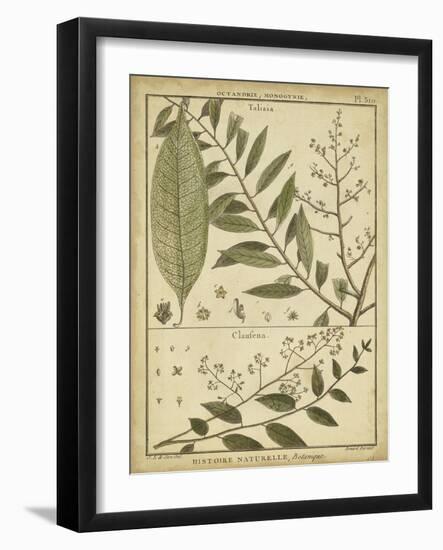 Diderot Antique Ferns I-Daniel Diderot-Framed Art Print